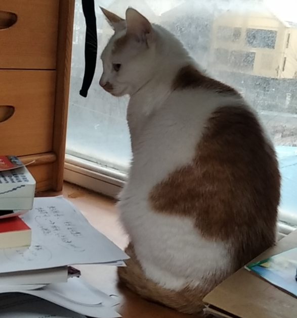 Cola, My FirstCat