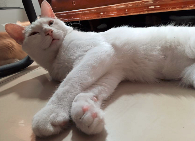 Tang Yuan, Tom in English