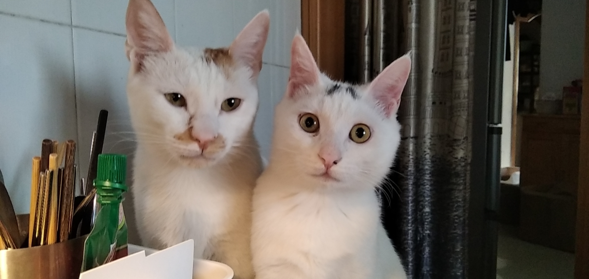 Normalization and Regularization