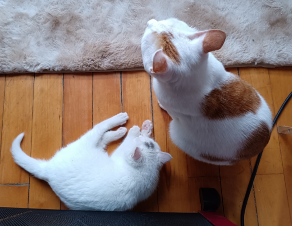 Two cats: Cola and little Tom